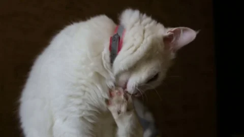 White fluffy cat in collar licks the hind leg Stock Footage 80368256