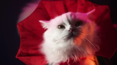 White fluffy cat in Count Dracula vampire costume mantle on black studio Stock Footage 259843020