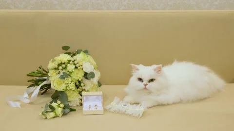 A white fluffy cat with different eyes lies near the wedding bouquet Stockbeeldmateriaal 141507074