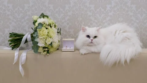 A white fluffy cat with different eyes is lying next to a wedding bouquet Stock Footage 274063626