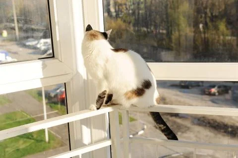White fluffy cat in front of the window on the balcony Foto stock