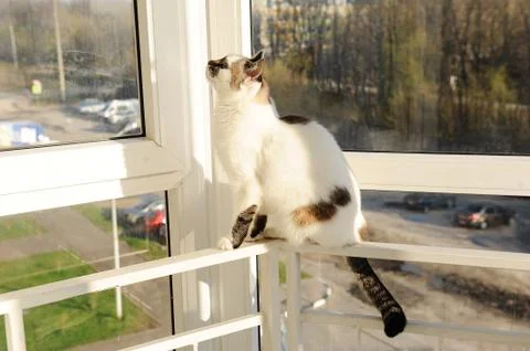 White fluffy cat in front of the window on the balcony Stock Photos