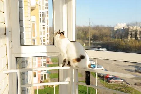 White fluffy cat in front of the window on the balcony Stock Photos