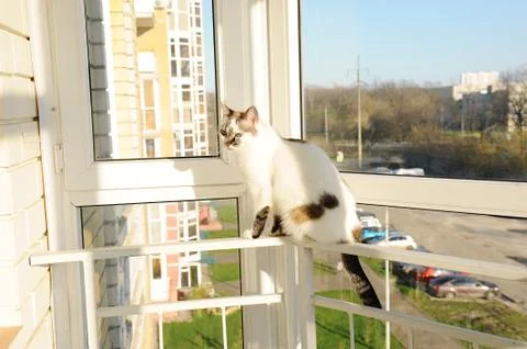 White fluffy cat in front of the window on the balcony Stock Photos