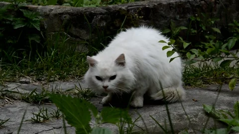 White fluffy cat hiccups Stock Footage 215149642
