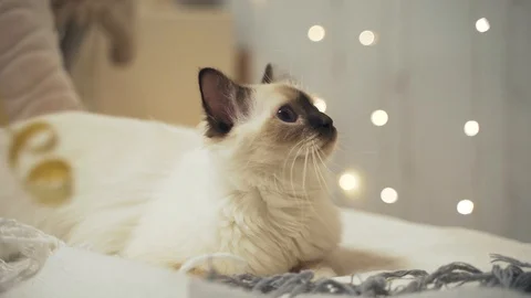White fluffy cat lies on the bed Stock Footage 129385700
