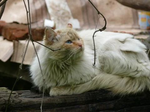 White fluffy cat looking up Stock Photos
