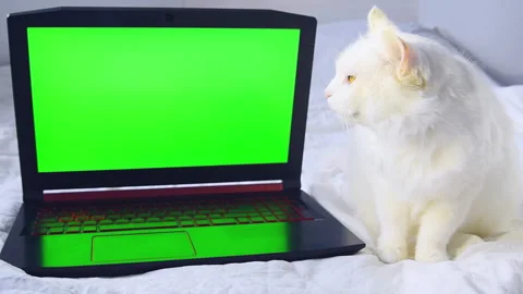 White fluffy cat lying on bed at home,looks into laptop green screen Chroma key Stock Footage 278997389