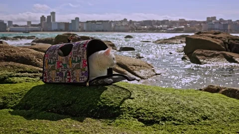 White fluffy cat in a pet backpack, sitting on the ocean enjoying nature and the Stock Footage 240849478