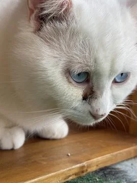 White fluffy cat Stock Photos