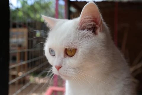 White fluffy cat Stock-Fotos