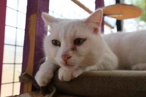 White fluffy cat Stock Photos