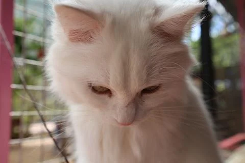 White fluffy cat Stock Photos