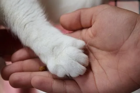 White fluffy cat Stock Photos