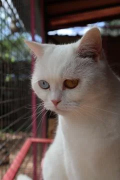 White fluffy cat Foto stock