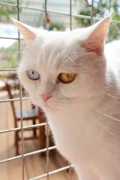 White fluffy cat Stock Photos