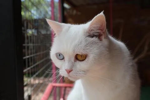 White fluffy cat Stock Photos