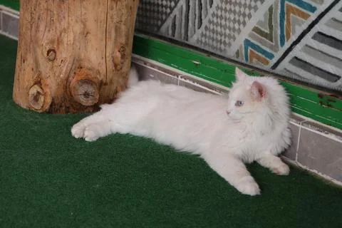 White fluffy cat Stock Photos