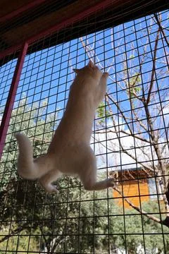 White fluffy cat Stock Photos