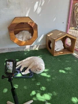 White fluffy cat Stock Photos