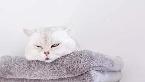 White fluffy cat resting on soft gray blanket, displaying a relaxed expression Stock Photos