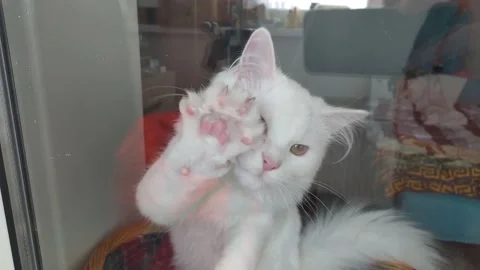 White, fluffy cat scrapes through the window. funny cat. touches glass with paws Stock Footage 143741691