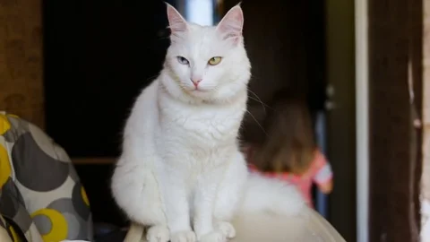 White fluffy cat sits watching. the child leaves. Indoors, day, natural lighting Stock Footage 80412361