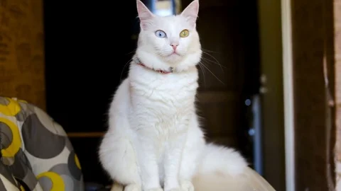 White fluffy cat sits watching. Indoors, day, natural lighting Stock Footage 80412418