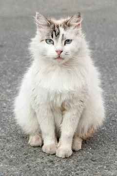 White fluffy cat sitting in the street Stock Photos