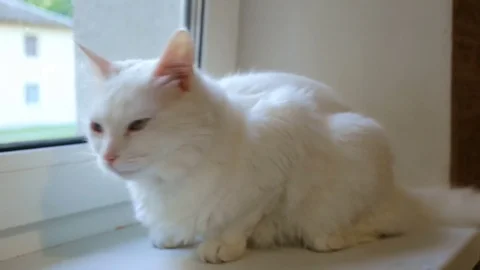 White fluffy cat wearing a collar sitting on the windowsill, turns head Stock Footage 80368233