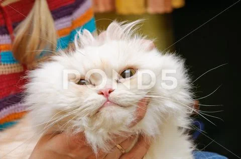 White fluffy cat with widely open eyes Stock Photos