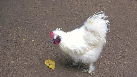 White fluffy chicken Stock Footage 291020610