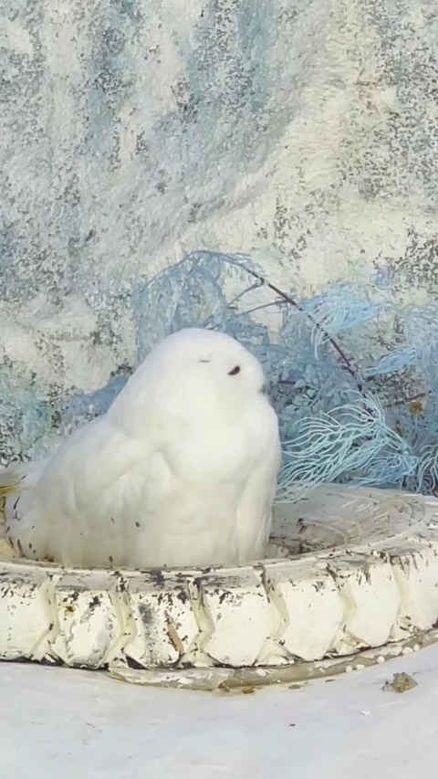 A white fluffy chicken sitting in a decorative nest on a textured wall 库存影片 334824517