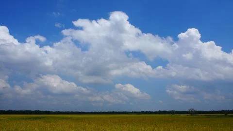 White fluffy clouds blue sky Padi Rice Field Stock Photos
