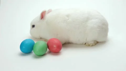 A white fluffy curious bunny actively sniffs, studies and touches Easter eggs Stock Footage 169823244
