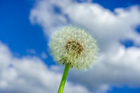 White fluffy dandelion on the background of the sky 스톡 사진