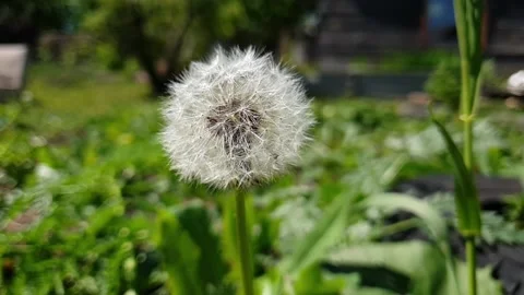 A white fluffy dandelion is blown by the wind Stock Footage 130812819