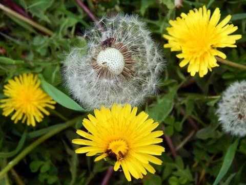White fluffy dandelion close-up Stock Photos
