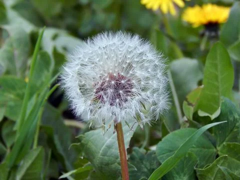 White fluffy dandelion close-up Stock Photos