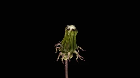 White fluffy Dandelion flower open time lapse on black background. Stock Footage 117822908