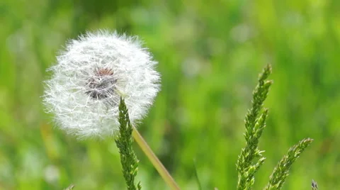 White Fluffy Dandelion Stock Footage 52096674