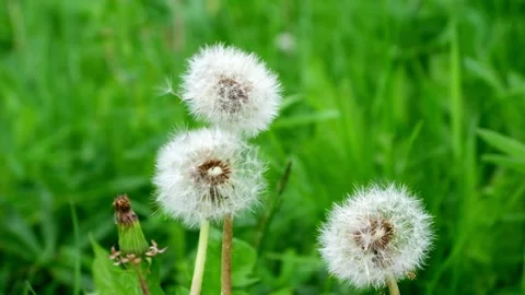 White fluffy dandelion in green grass swaying in the wind during the day, cloudy Stock Footage 156703123