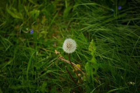 A white fluffy dandelion grows in a summer garden Stock-Fotos