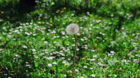 White fluffy dandelion one in field middle outdoors. Stock Footage 261001925