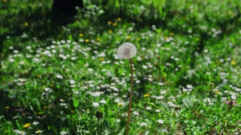White fluffy dandelion one in field middle outdoors. Видео 265385614