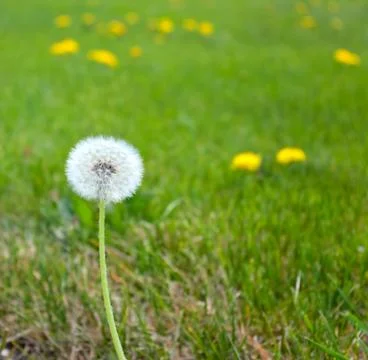 White fluffy dandelion Stock-Fotos
