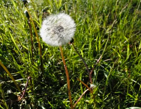 White fluffy dandelion Stock Photos