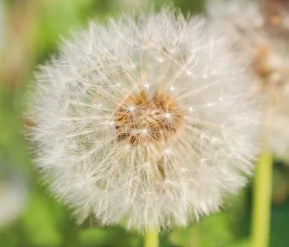 White fluffy dandelion Stock Photos
