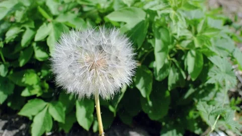 White fluffy dandelion in the rain. Stock Footage 138688027