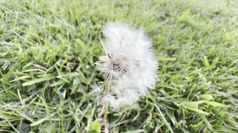 White fluffy dandelion seed head in green grass Vídeos de archivo 335541240